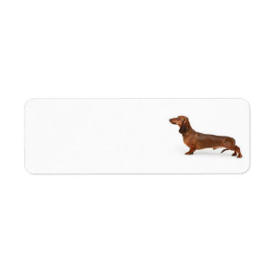 Étiquette de adresse Dachshund