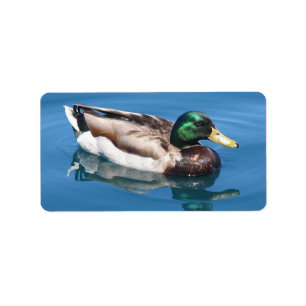 Étiquette de adresse de canard mâle