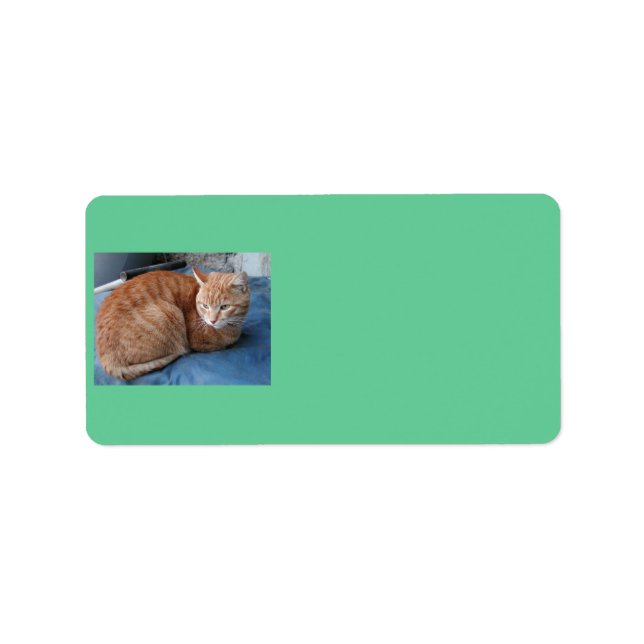 Étiquette de adresse de chats beige (Devant)