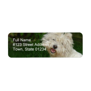 Étiquette de adresse de retour de Bichon Frise