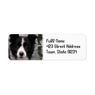 Étiquette de adresse de retour de chien de border