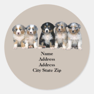 Étiquette de adresse des chiots australiens