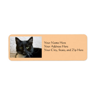 Étiquette de adresse : Lilly le chat