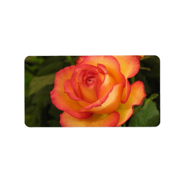 Étiquette de adresse Rose orange (Devant)
