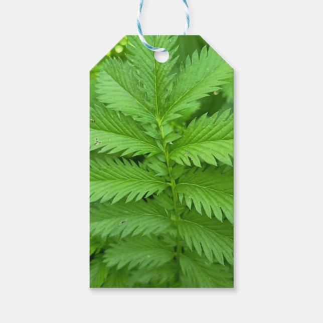 Étiquette de don avec feuilles botaniques vertes (Devant)