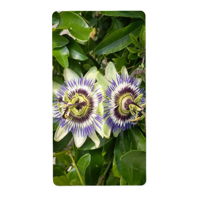 Étiquette de la fleur de la passion violette (Devant)