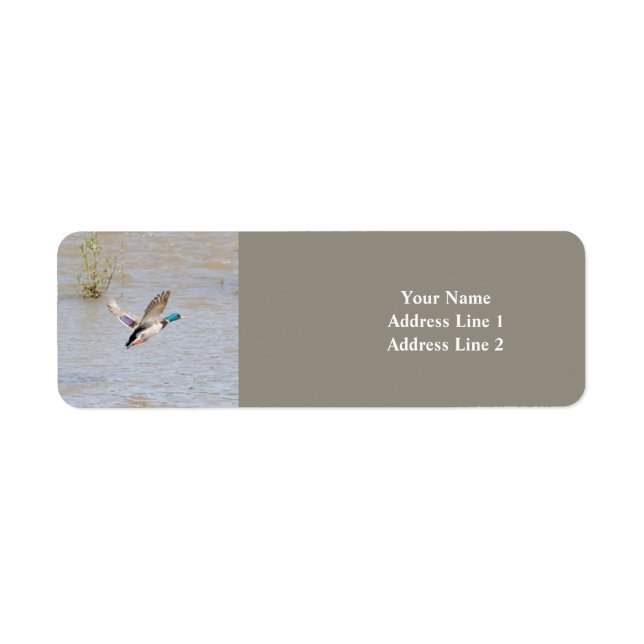 Étiquette de l'adresse de retour de canard Mallard (Devant)
