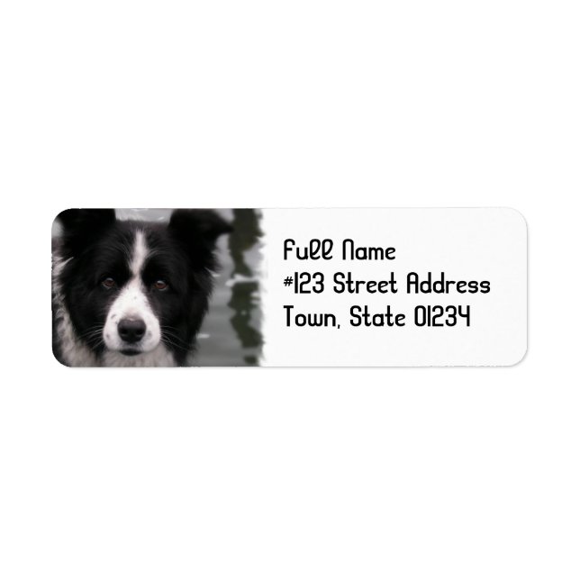 Étiquette de l'adresse de retour de chien Collie B (Devant)