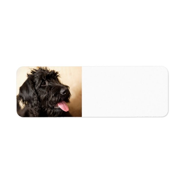 Étiquette de l'adresse de retour Labradoodle (Devant)