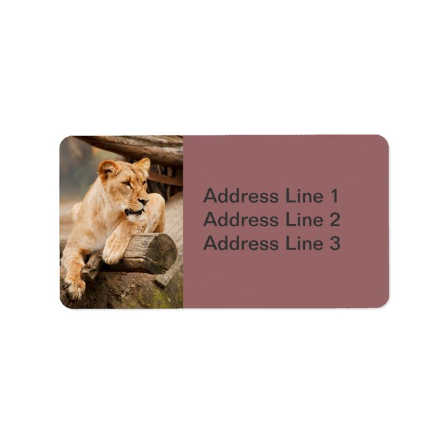 Étiquette de photo de lionne (Devant)