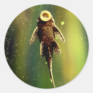 Étiquette de poisson à sucer