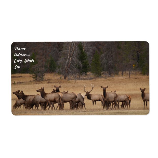 Étiquette d'expédition Elk Herd (Devant)