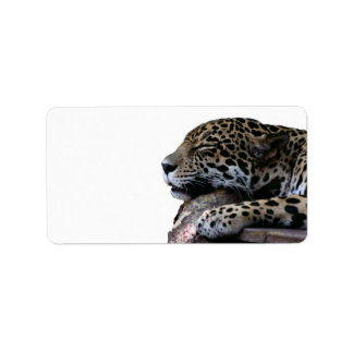 Étiquette Dormir Jaguar pas d'arrière - plan