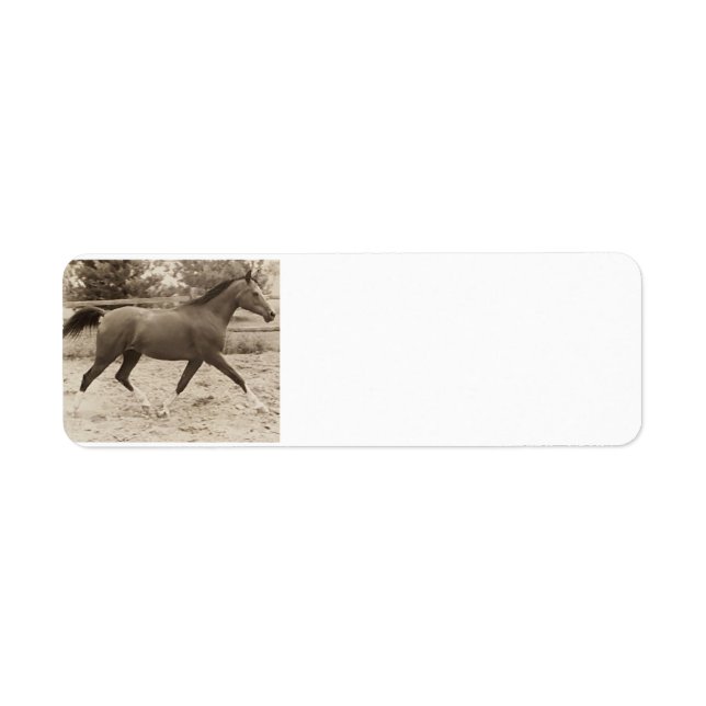 Étiquette du cheval arabe (Devant)