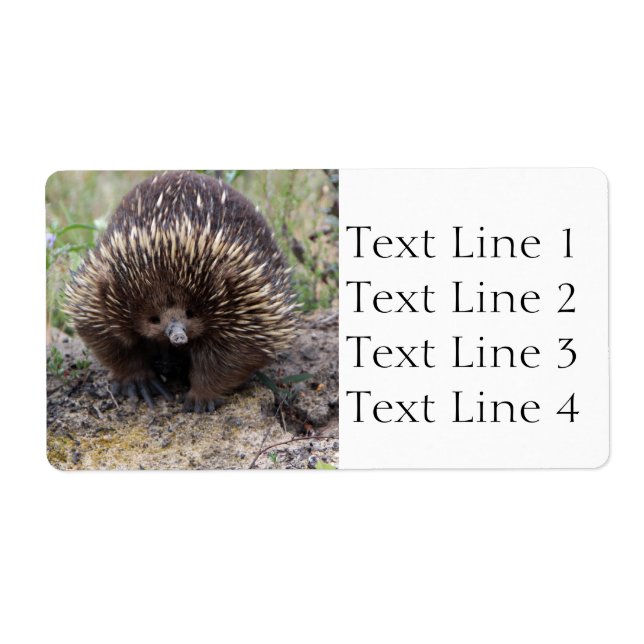 Étiquette Echidna ou Spiny Anteater Australie (Devant)