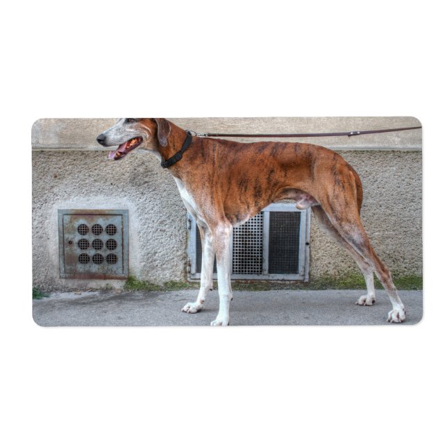 Étiquette Elder Brindle Greyhound (Devant)
