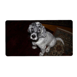 Étiquette English Setter Puppy
