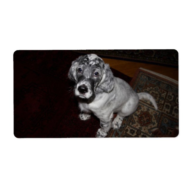 Étiquette English Setter Puppy (Devant)