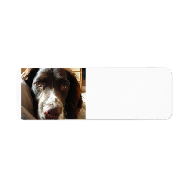 Étiquette english springer spaniel foie.png (Devant)