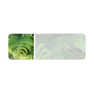 Étiquette Fern Feuilles.