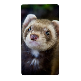 Étiquette Ferret