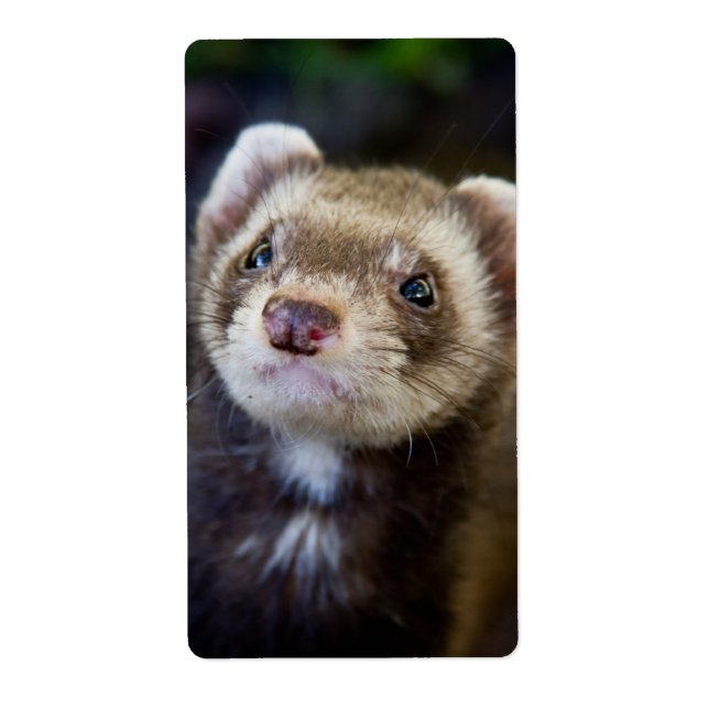 Étiquette Ferret (Devant)