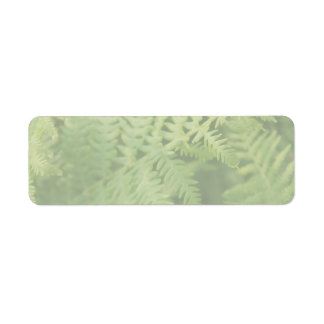 Étiquette Feuilles de fougère, vert clair.
