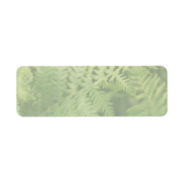 Étiquette Feuilles de fougère, vert clair. (Devant)