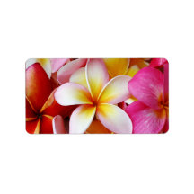 Fleur Plumeria mélangée rose jaune