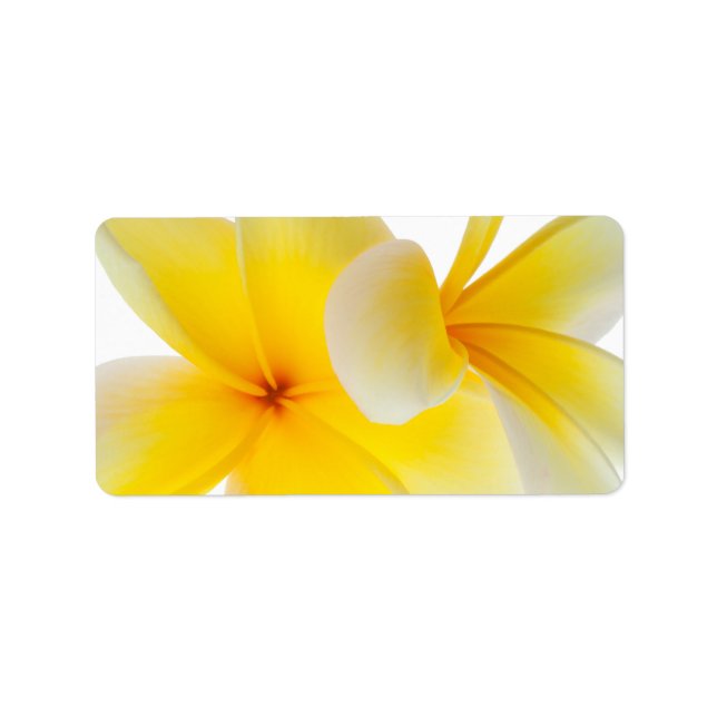 Étiquette Fleurs de Plumeria Frangipani jaune blanc hawaïen (Devant)