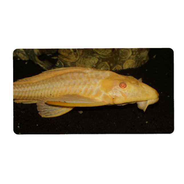 Étiquette Glyptoperichthys gibbiceps (Devant)