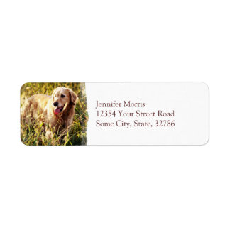 Étiquette Golden Retriever Chien
