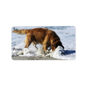 Étiquette Golden retriever TOUT LE MONDE ARRÊT ! J'ai perdu