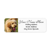Goldendoodle Adresse de retour
