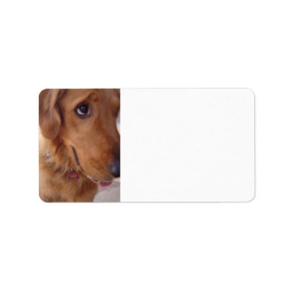 Étiquette Goofy Golden