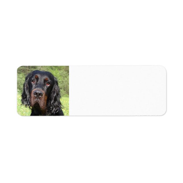 Étiquette gordon setter.png (Devant)