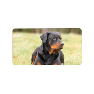 Étiquette Grand beau Rottweiler