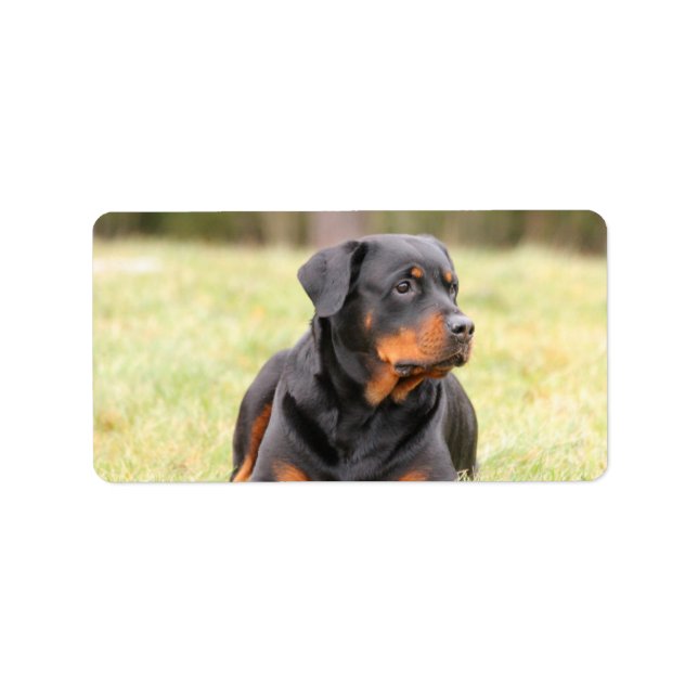 Étiquette Grand beau Rottweiler (Devant)