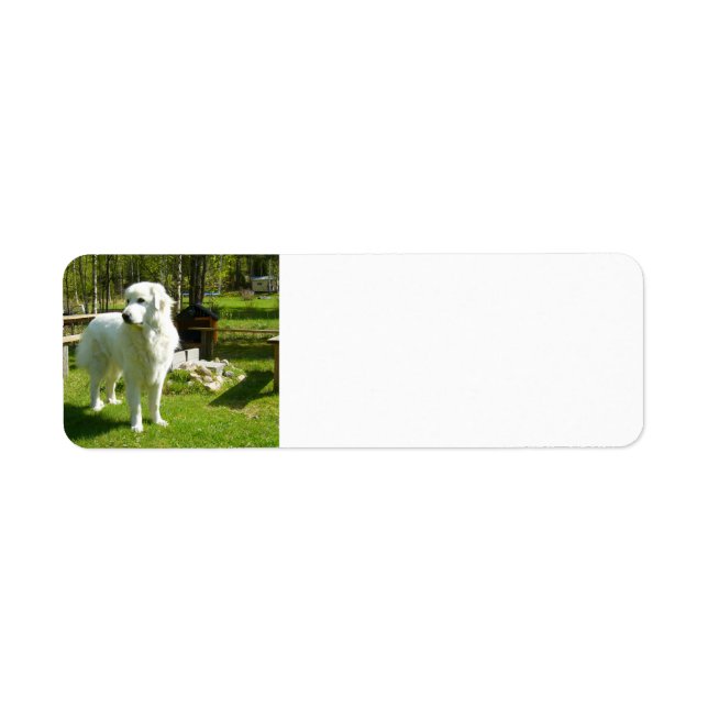 Étiquette grande pyrénées plein 2 (Devant)