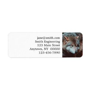 Étiquette Grey Wolf looking in the forest