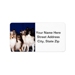 Étiquette Groupe de Sheltie