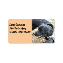 Heureux Cocker Spaniel noir