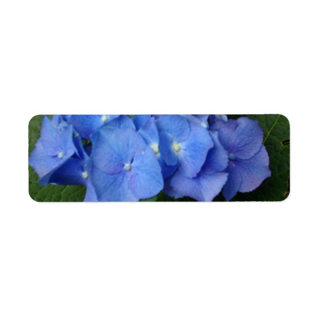 Étiquette Hydrangée (Devant)