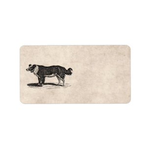Étiquette Illustration vintage de chien de border collie de