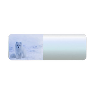 Étiquette Islande Renard arctique