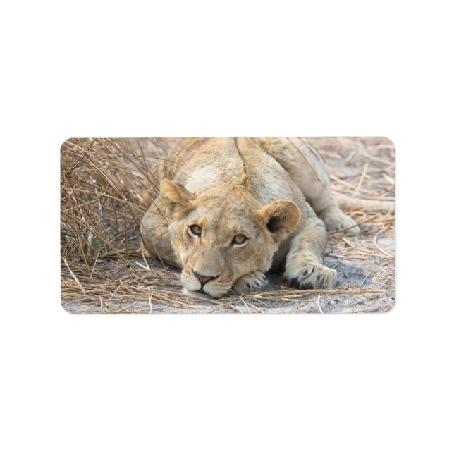Étiquette Jeune lion (Devant)
