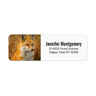 Étiquette Jote Red Fox Wilderness Nature Photographie