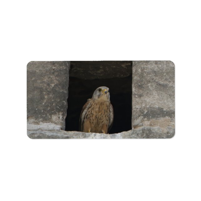 Étiquette Kestrel in a small wall opening in the old church (Devant)