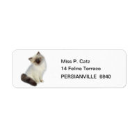 Kitten perse
