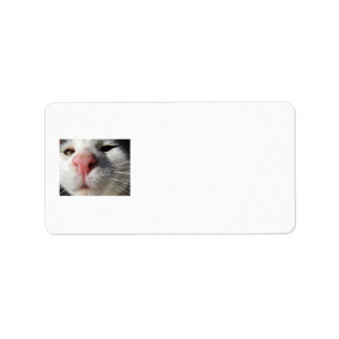 Étiquette Kitty curieux